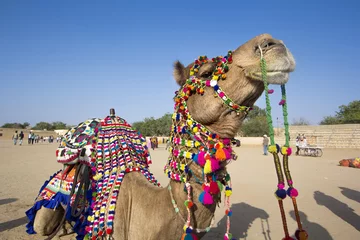 Acrylic prints Camel camel dress