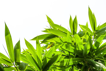 Group of bamboo leaves on white background