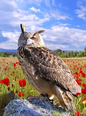 Eagle Owl.