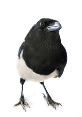 Eurasian Magpie