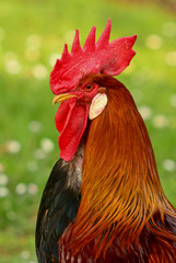 gallo di razza livornese collo oro