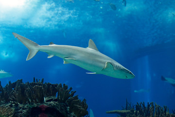 Fototapeta premium Lisbon Oceanarium shark