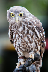 Barking Owl