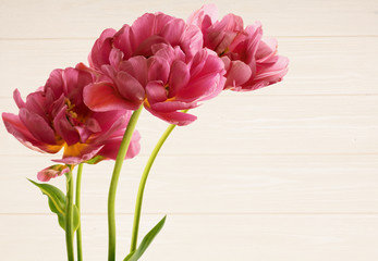 Beautiful bouquet of  tulips on white wooden background
