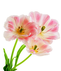 Tulips isolated on white background