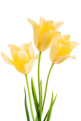 Fototapeta na wymiar Tulips isolated on white background