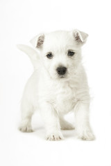 Westi Puppy - Dog West Highland Whithe