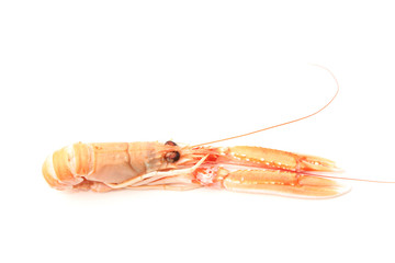 langoustine