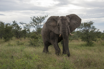 Obraz na płótnie Canvas duży słoń w Kruger Park
