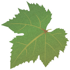 grape leaves