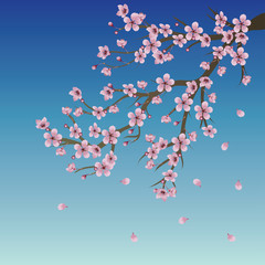 Branch of Sakura over Sky