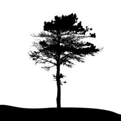 Tree Silhouette Isolated on White Backgorund. Vecrtor Illustrati