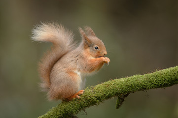 Red Squirrel