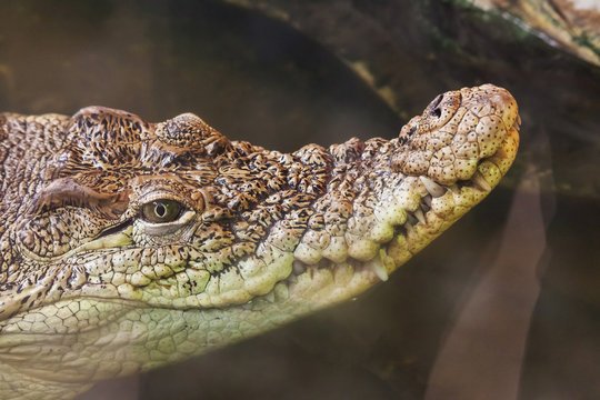 portrait emerges of a crocodile