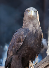 portrait of an eagle close