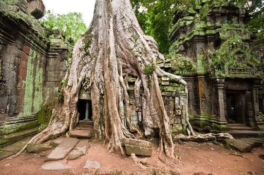 Ancient buddhist khmer temple in Angkor Wat, Cambodia.Ta Prohm P