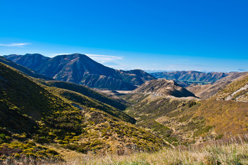 Sheep Grazing in New Zealand