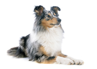 shetland dog