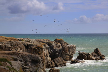 Le cercle des mouettes joueuses.
