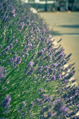 Lavender Bush on Street Flowerbed