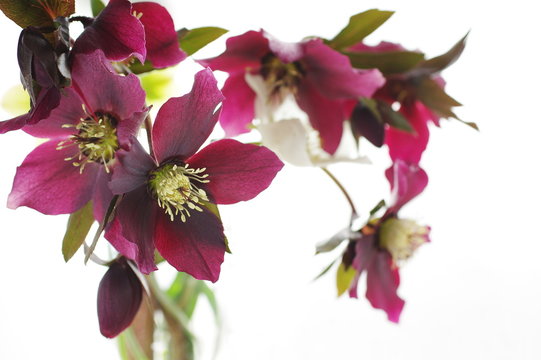 Helleborus Niger Christrosen