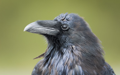 Common Raven (Corvus corax)