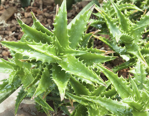 Fototapeta na wymiar Prawdziwe rośliny Aloe