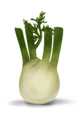 Simple, realistic green fennel illustration, front view.