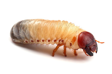 Larva of beetle isolated on white