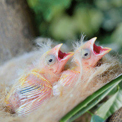 Baby birds