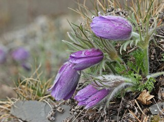 Gewöhnliche Küchenschellen im Nationalpark Kellerwald