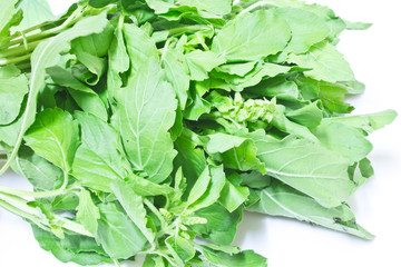 Herbs Basil