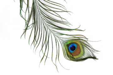 Obraz premium Peacock feather isolated on white background