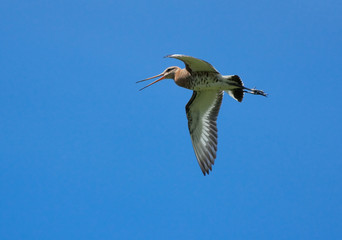 Black-tailed Godwit in flight