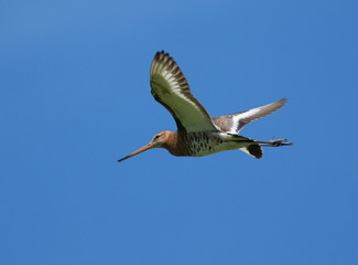 Obraz premium Black-tailed Godwit in flight