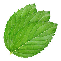 Fototapeta premium Fresh mint