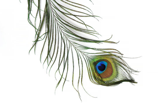 Fototapeta Peacock feather isolated on white background