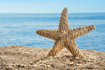 Stella marina sfondo mare