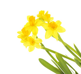 Beautiful narcissus isolated on white