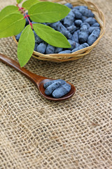 Image of bright ripe honeysuckle berries