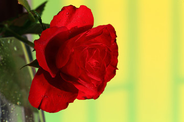 Róża czerwona.