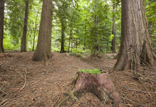 Thuja Forest" Images  Browse 4 Stock Photos, Vectors, and Video | Adobe  Stock