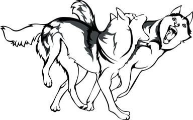 Fototapeta na wymiar vector drawing of fighting dogs