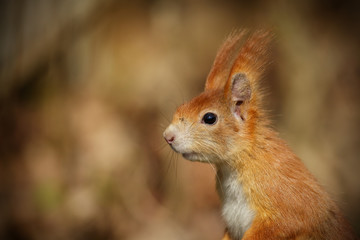 Red squirrel portrait