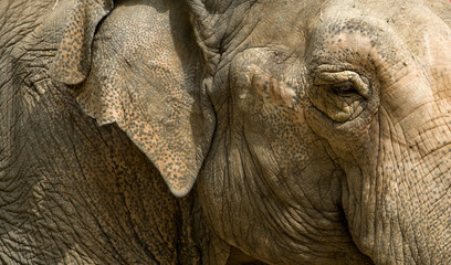 Fototapeta premium Elephant eye