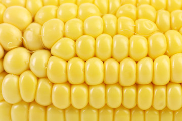 Close up of  corn cob