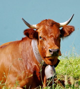 vache de race tarine
