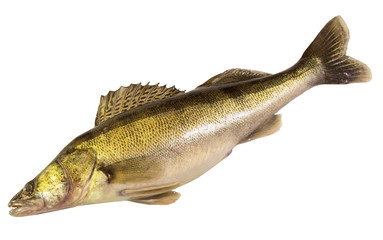 Sander isolated on white background