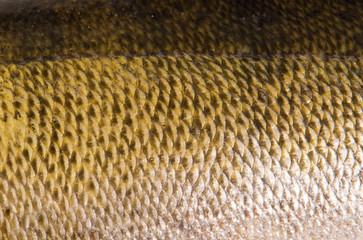 Texture of sander skin