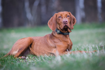 Hungarian hound portrait